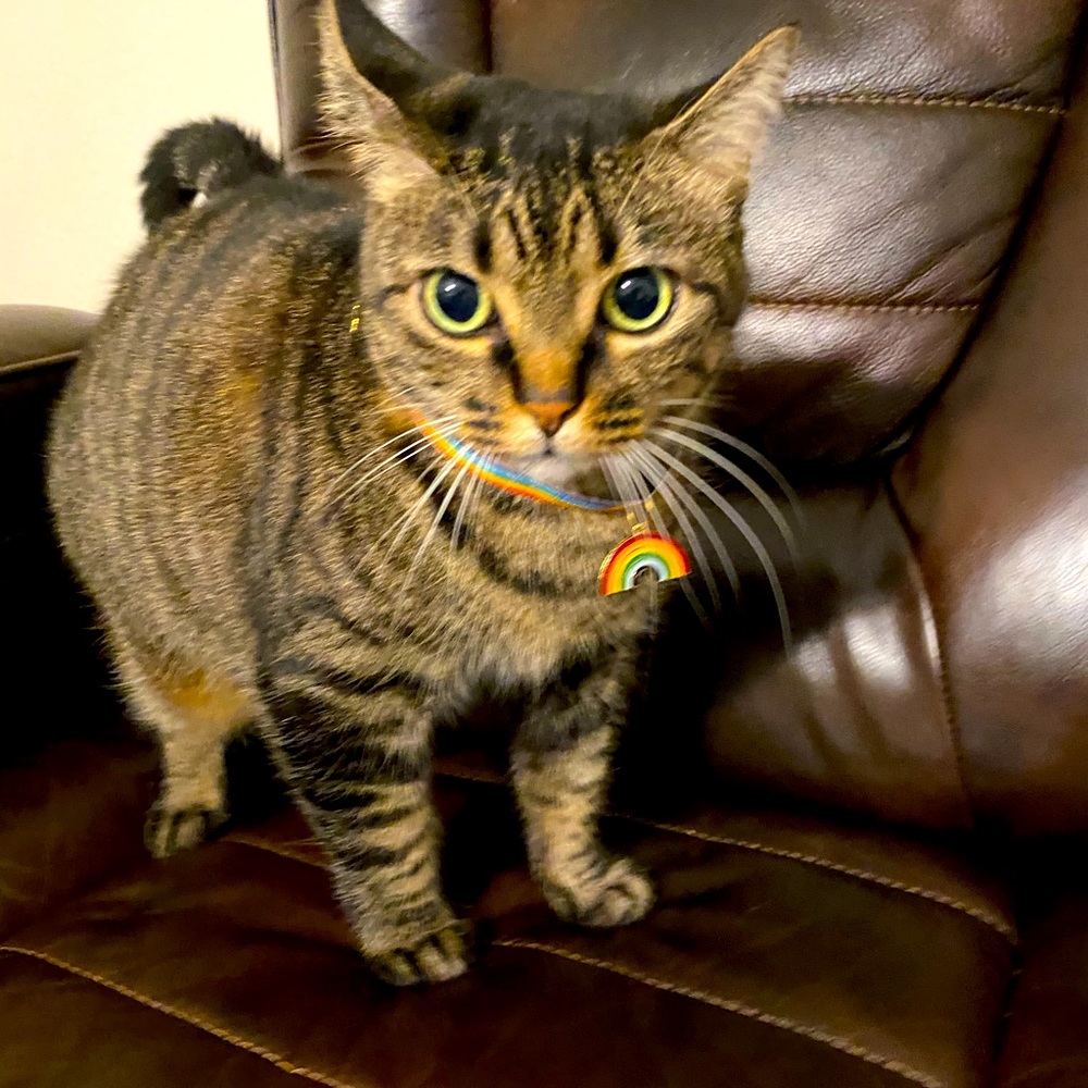 Rainbow 🌈 cat collar